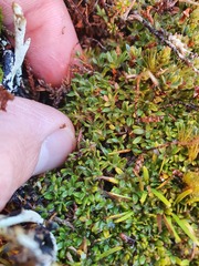 Actinotus novae-zelandiae