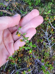 Coprosma crenulata