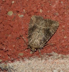 Anhimella contrahens