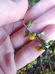 Coprosma crenulata