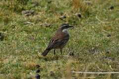 Cinclodes albiventris