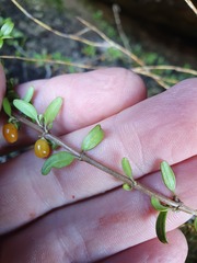 Coprosma crenulata