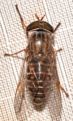 Tabanus pumilus
