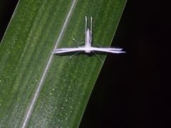 Pterophorus