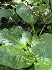 Lysichiton