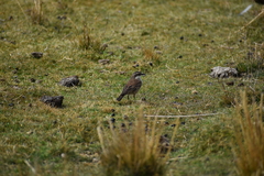 Cinclodes albiventris