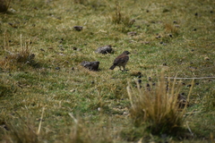 Cinclodes albiventris