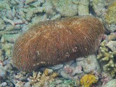 Ctenactis