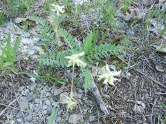 Astragalus tennesseensis