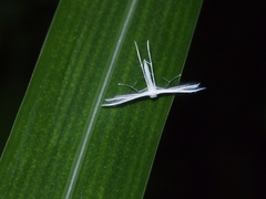 Pterophorus