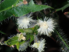 Acacia alata