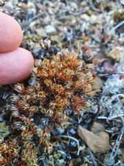 Montitega dealbata