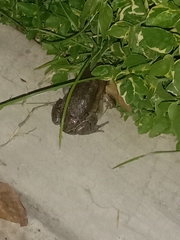 Kaloula pulchra