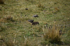 Cinclodes albiventris