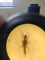Limnoperla