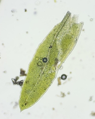 Fissidens ovatifolius