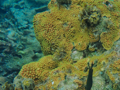 Turbinaria stellulata
