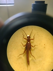 Limnoperla