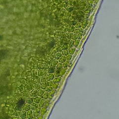 Fissidens ovatifolius