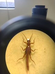 Limnoperla