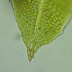 Fissidens ovatifolius