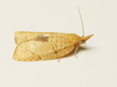 Cenopis mesospila