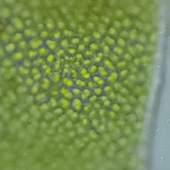 Fissidens ovatifolius