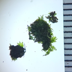 Fissidens ovatifolius