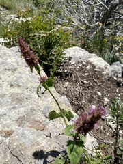 Agastache pallidiflora