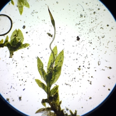 Fissidens ovatifolius