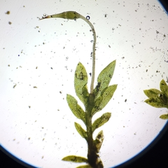 Fissidens ovatifolius