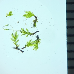 Fissidens ovatifolius