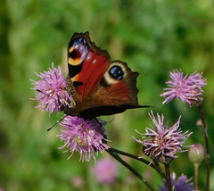 Aglais io