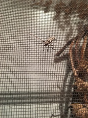 Acanthocinus obsoletus