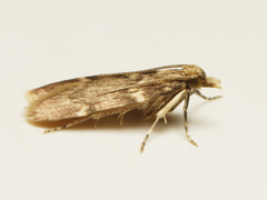 Acallis alticolalis