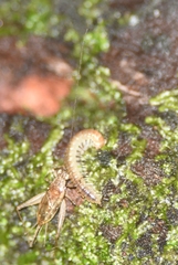 Anaxipha imitator