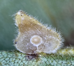 Caryomyia conoidea