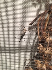 Acanthocinus obsoletus