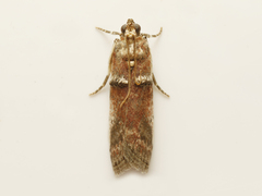 Acrobasis ostryella
