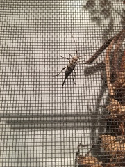 Acanthocinus obsoletus