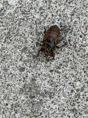 Neotibicen canicularis
