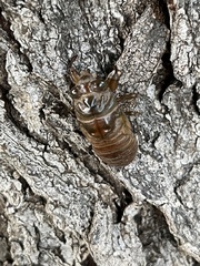 Neotibicen canicularis