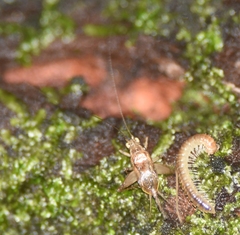 Anaxipha imitator
