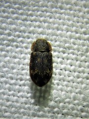 Colydiinae