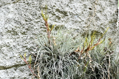 Tillandsia pringlei