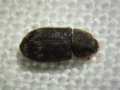 Colydiinae