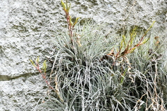 Tillandsia pringlei