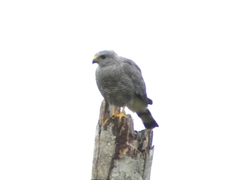 Buteo nitidus image