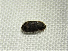 Colydiinae