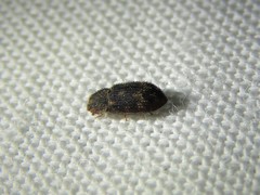 Colydiinae